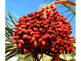 Dates growing on a Date Palm tree. Dates are an importance source of food and especially sweetness.